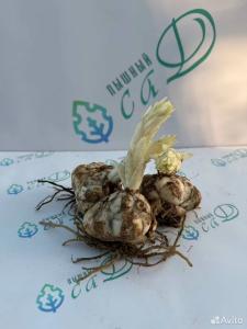 Лилия "САЛМОН ФЛЕЙВОУР" 3 штуки (размер 18/20)